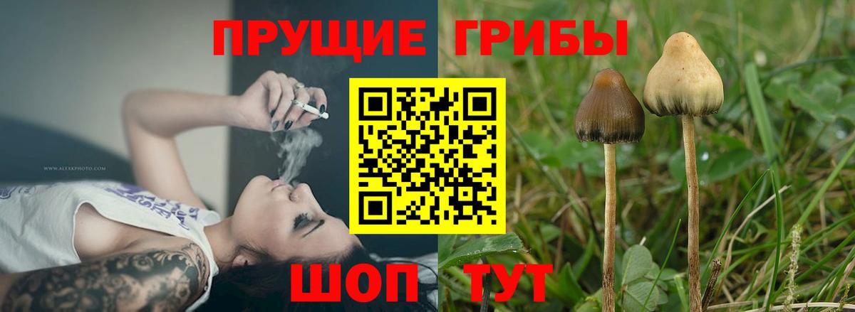 Псилоцибиновые грибы Cubensis Керчь